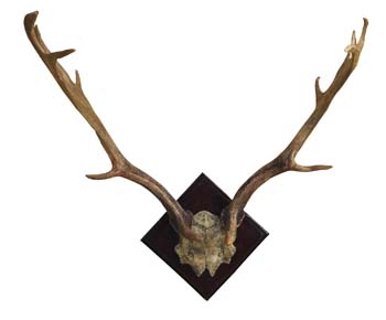 Fallow Deer Antlers