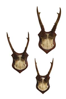 Roe Deer Trophy - Set of Three