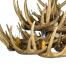 21 Antler Whitetail Chandelier 2